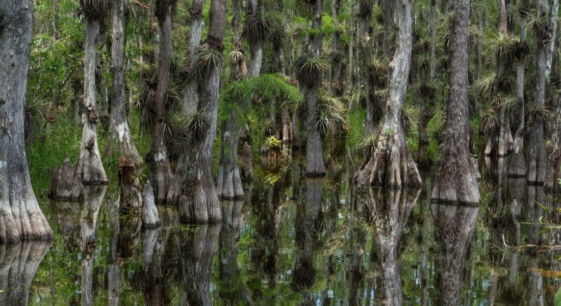 Big Cypress National Preserve