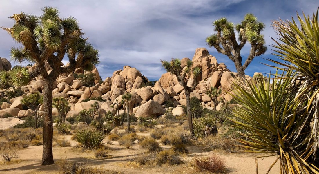 Joshua Tree National Park