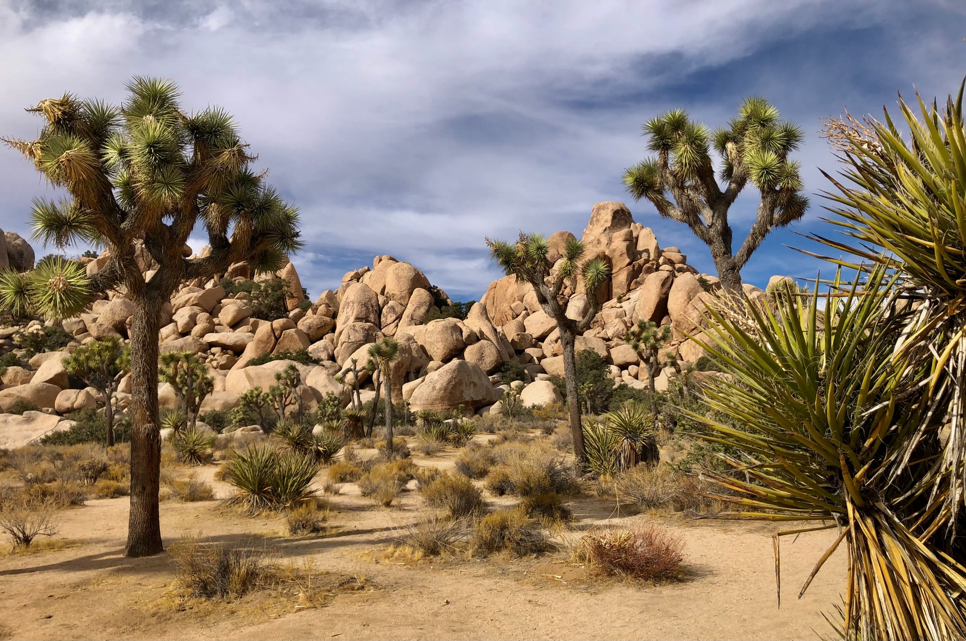 Joshua Tree National Park Waterfall