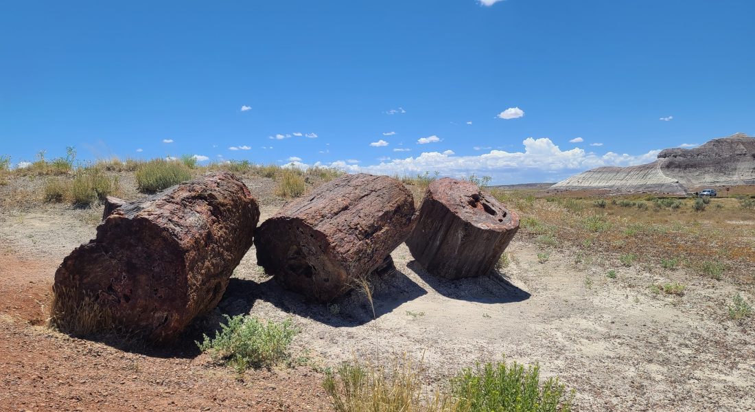 Petrified Forest National Park