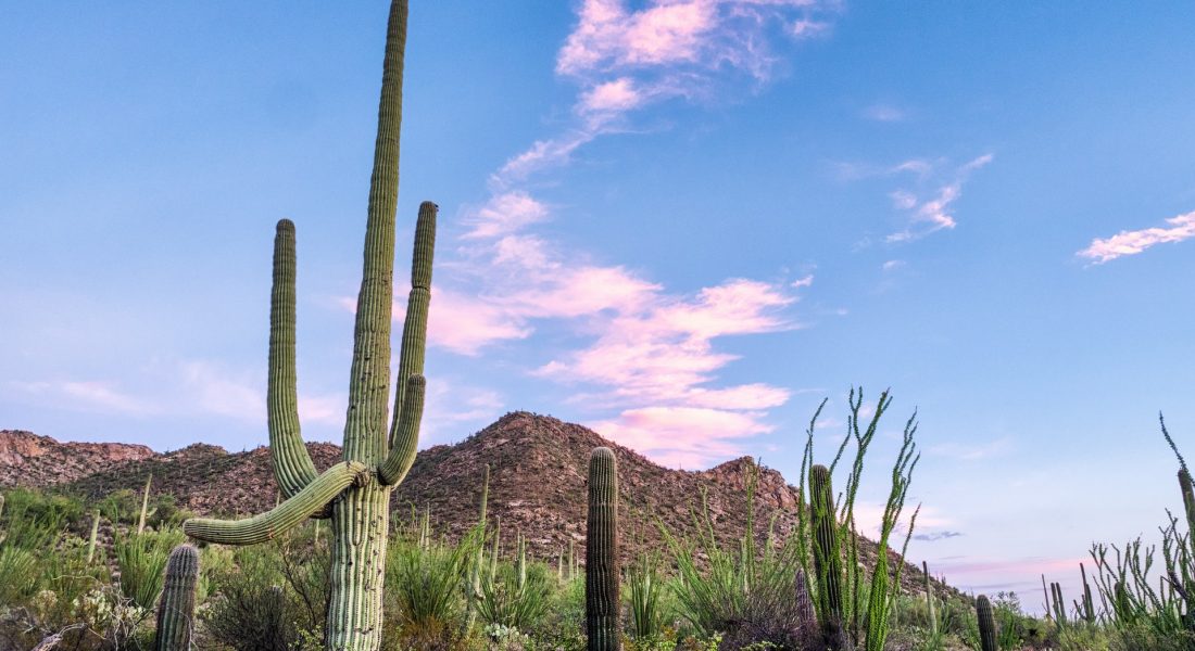 Saguaro National Park