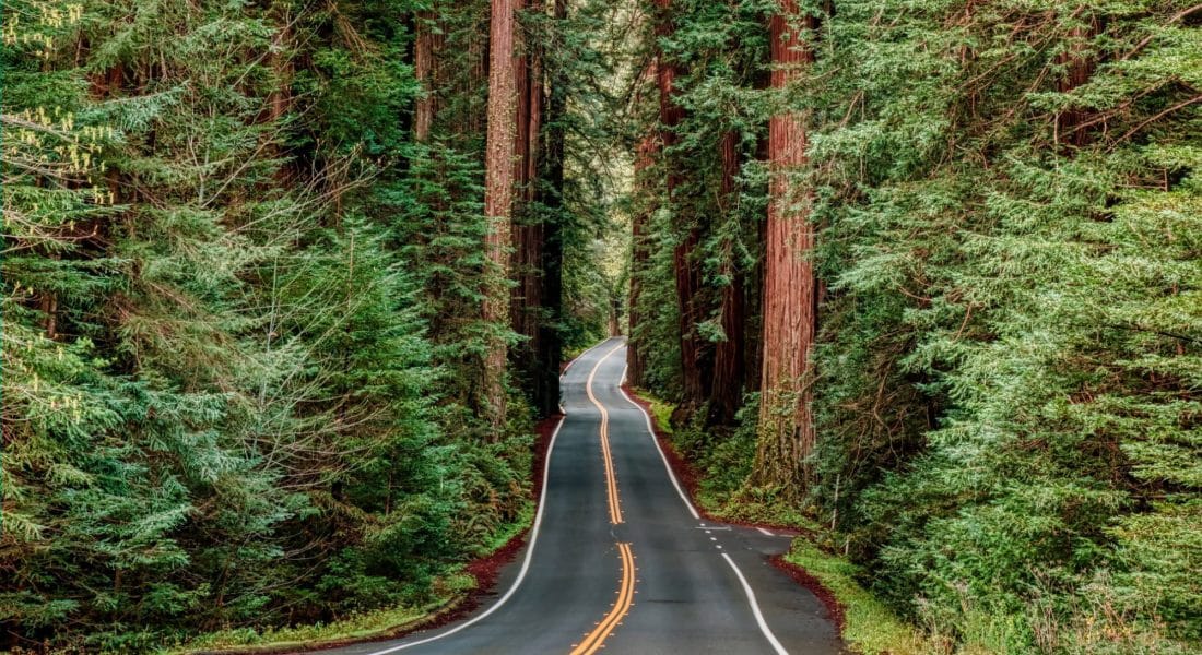 Redwood National Park