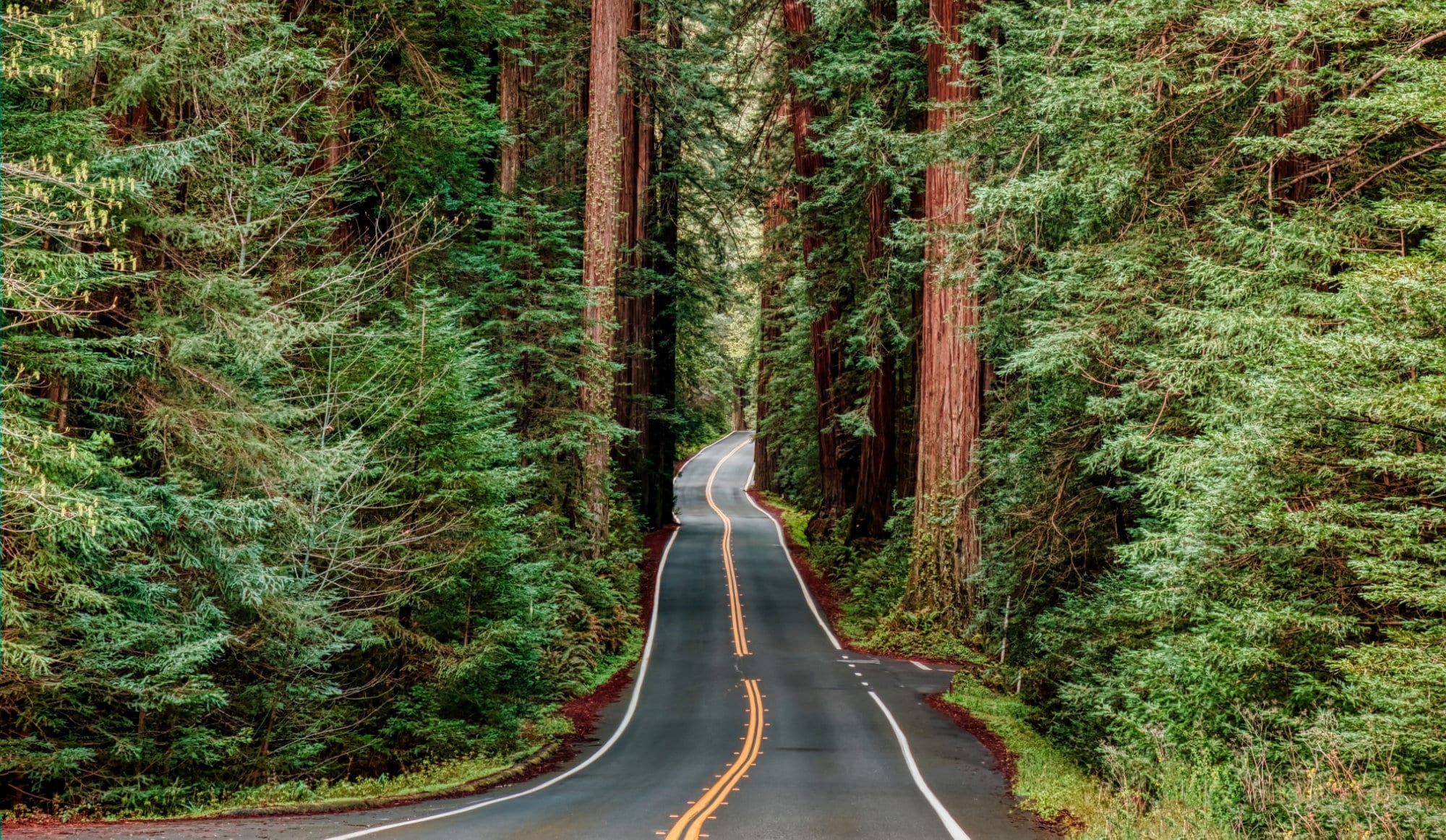 are dogs allowed in redwood national park