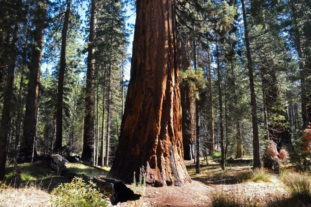 Sequoia National Park Travel Guide - Parks & Trips