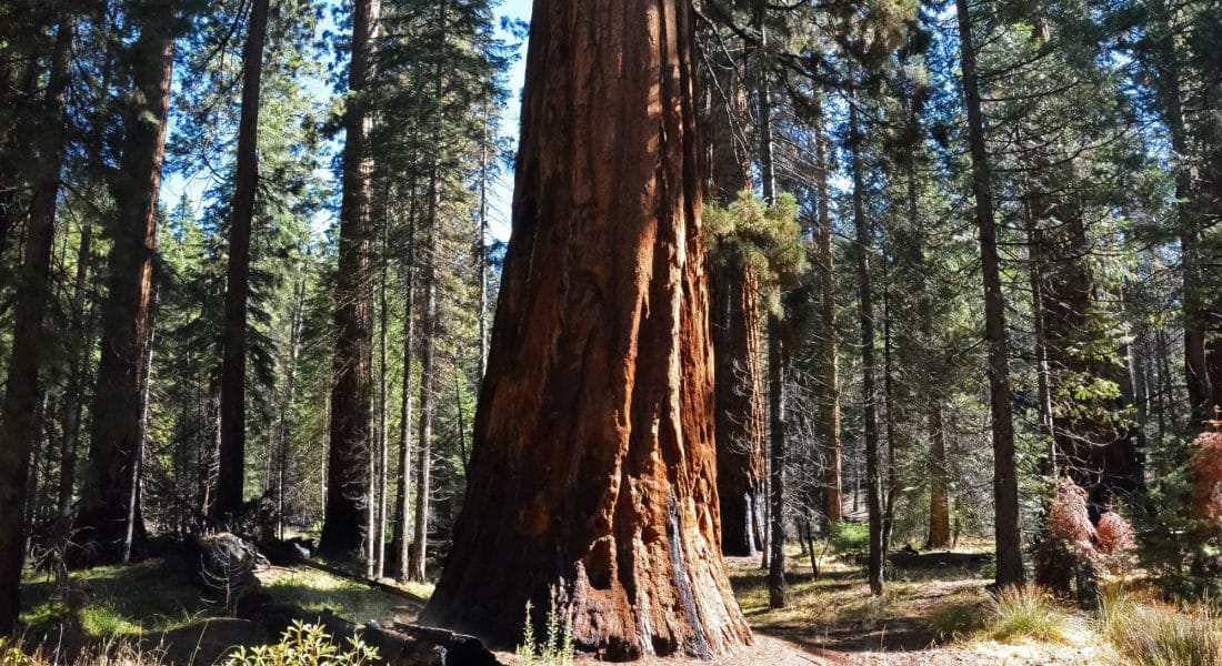 Sequoia National Park Day Trip Itinerary