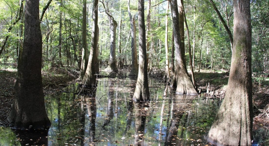 Congaree National Park