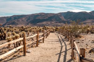 Visit Joshua Tree National Park from LA or SD in One Day