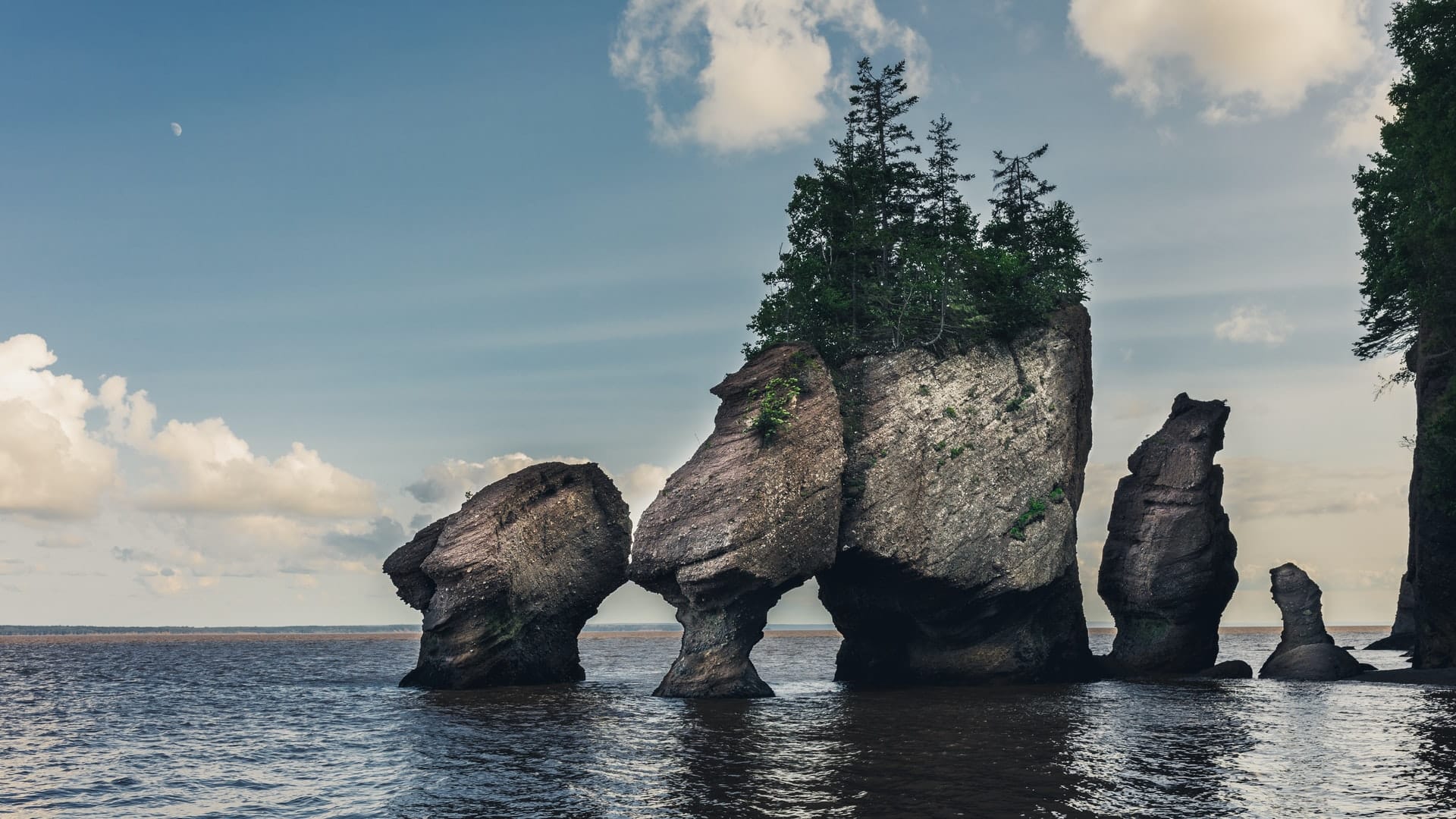 are dogs allowed in fundy national park