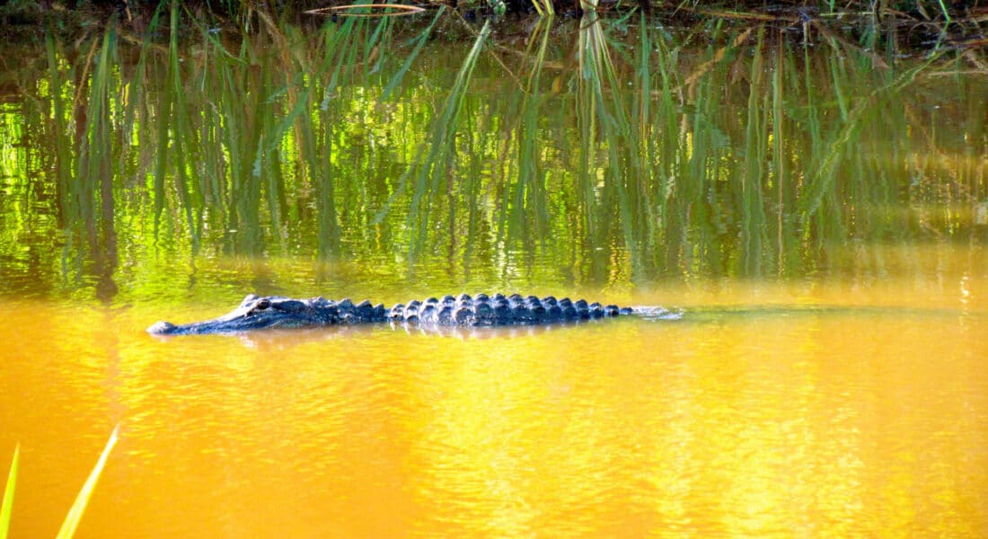 1. Locations of the Congaree National Park and the Savannah River