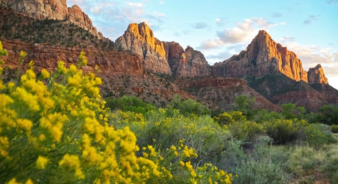 Zion in the Spring