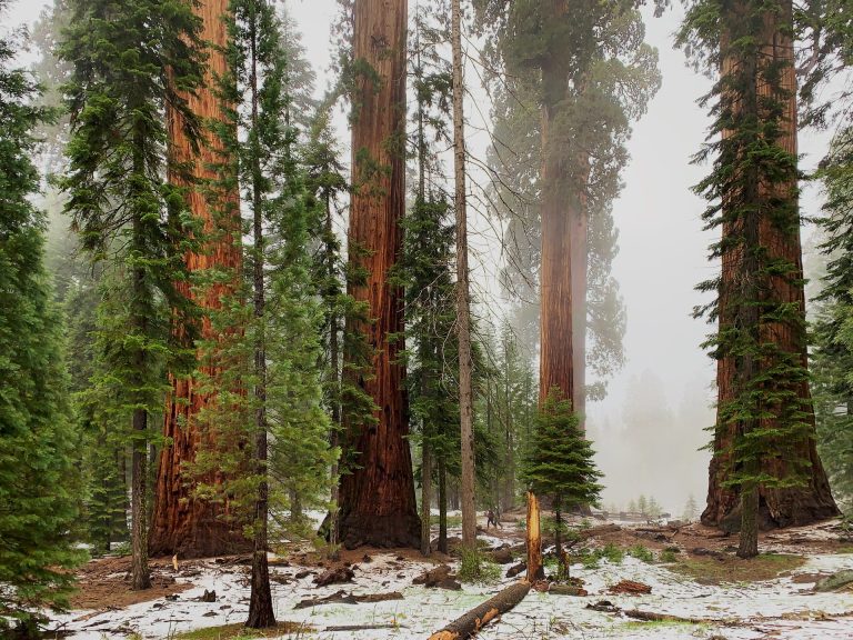Sequoia National Park Through the Seasons
