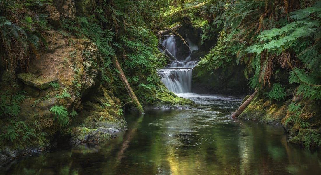 Quinault Rainforest