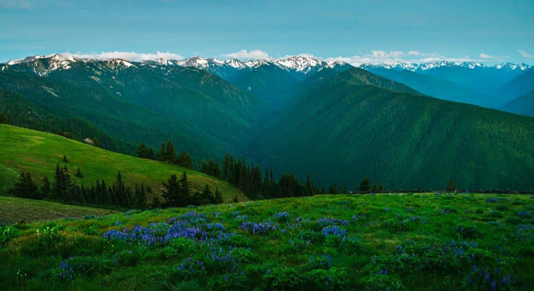 Hurricane Ridge Olympic NP