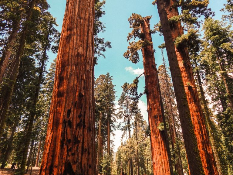 Visiting Sequoia National Park from LA in One Day