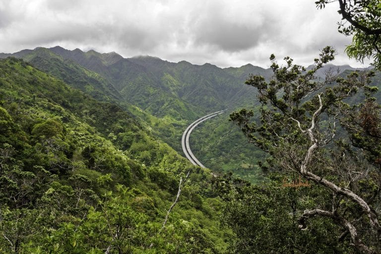 Hiking Oahu’s Aiea Loop Trail